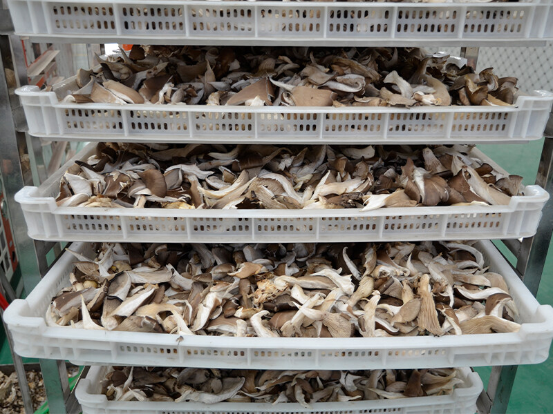 Mushroom drying